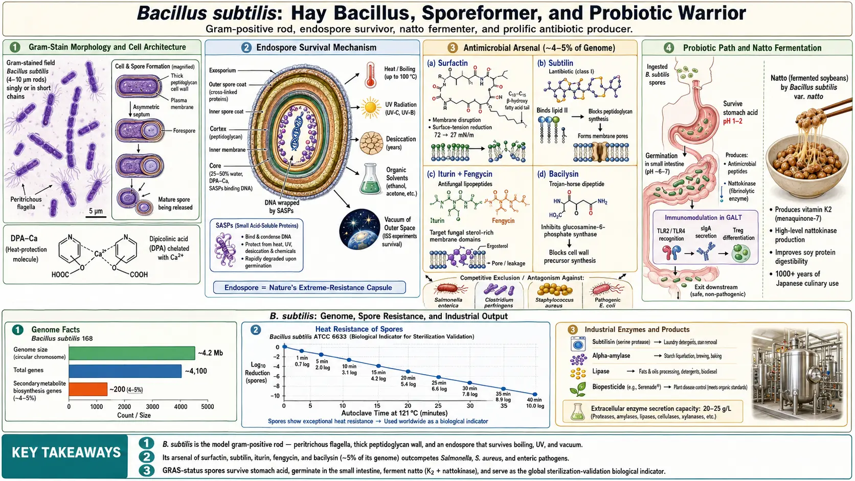 Bacillus subtilis — scientific infographic poster