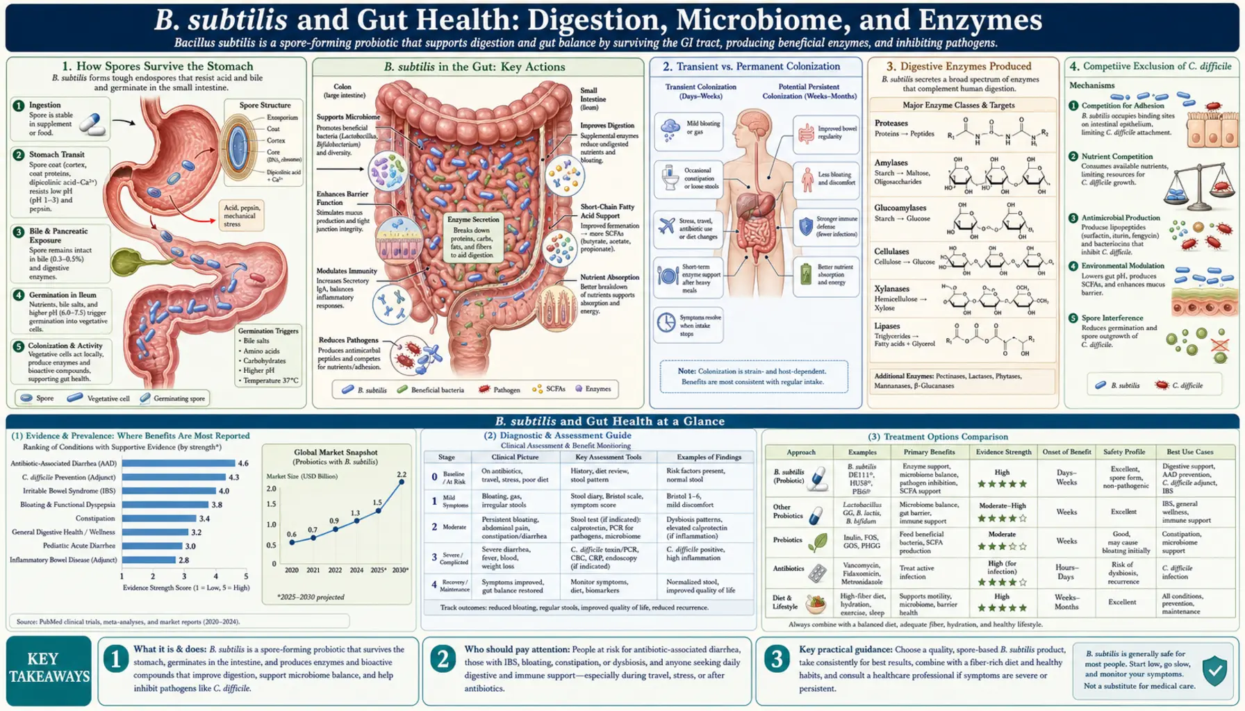 Gut Health and Digestion — scientific infographic poster