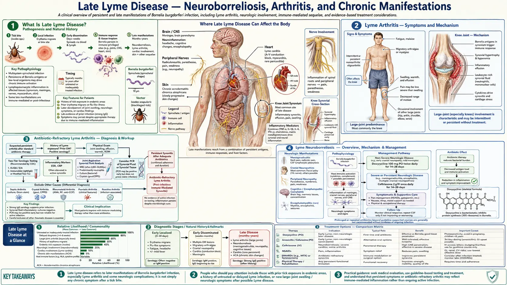 Late Lyme Neuroborreliosis and Arthritis — scientific infographic poster