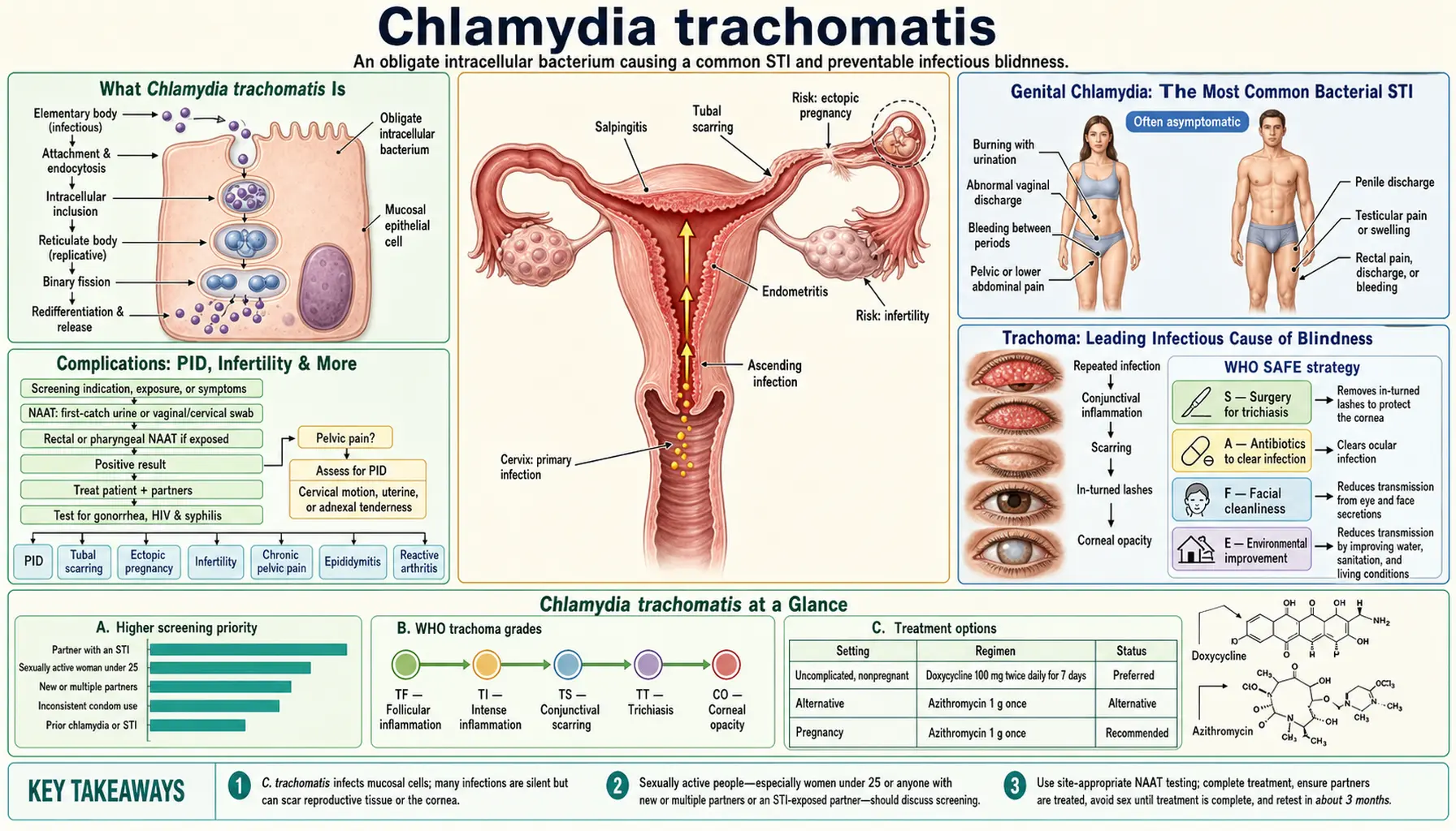 Chlamydia Trachomatis — scientific infographic poster