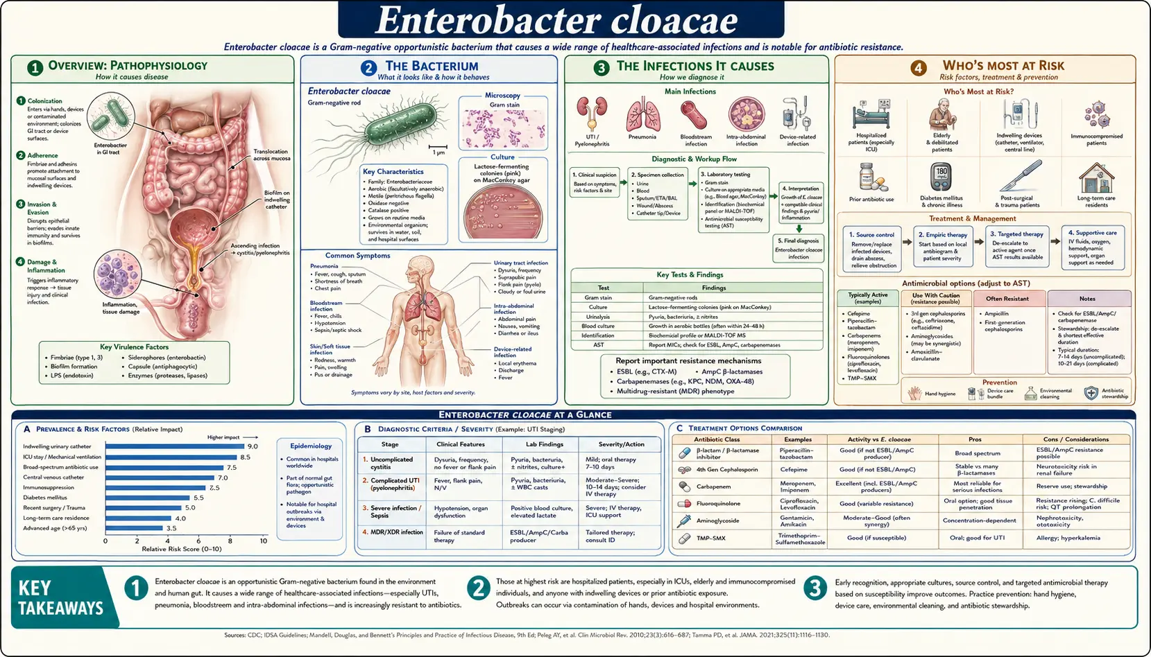 Enterobacter Cloacae — scientific infographic poster