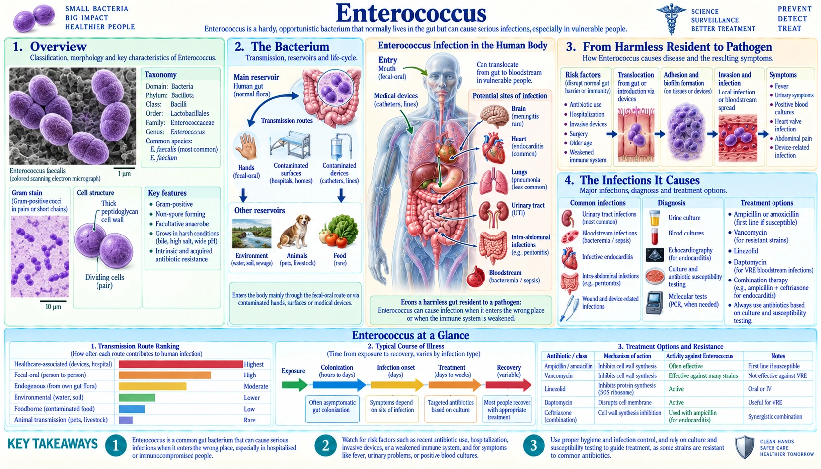 Enterococcus — scientific infographic poster
