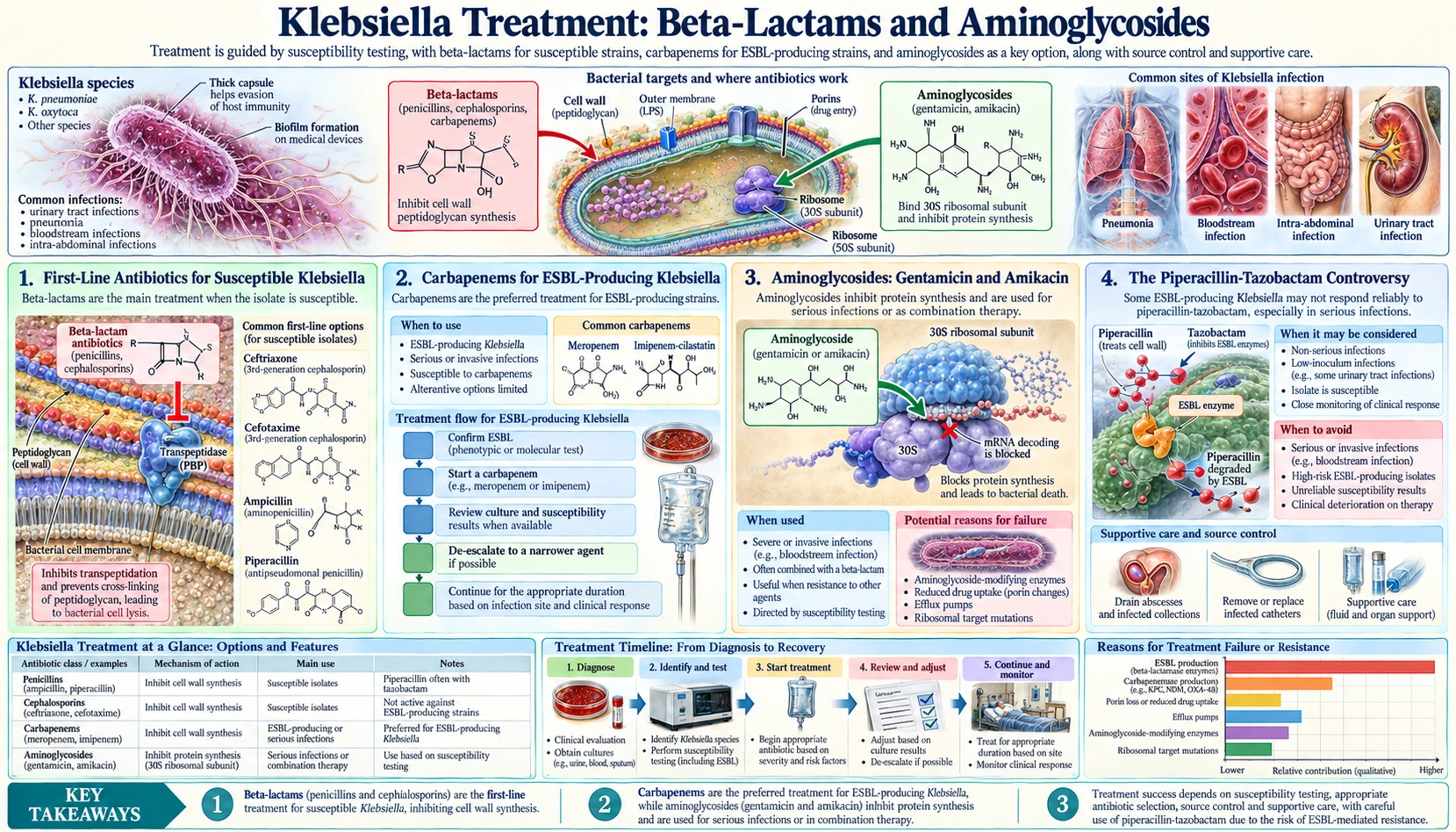 Beta Lactam and Aminoglycoside Treatment — scientific infographic poster