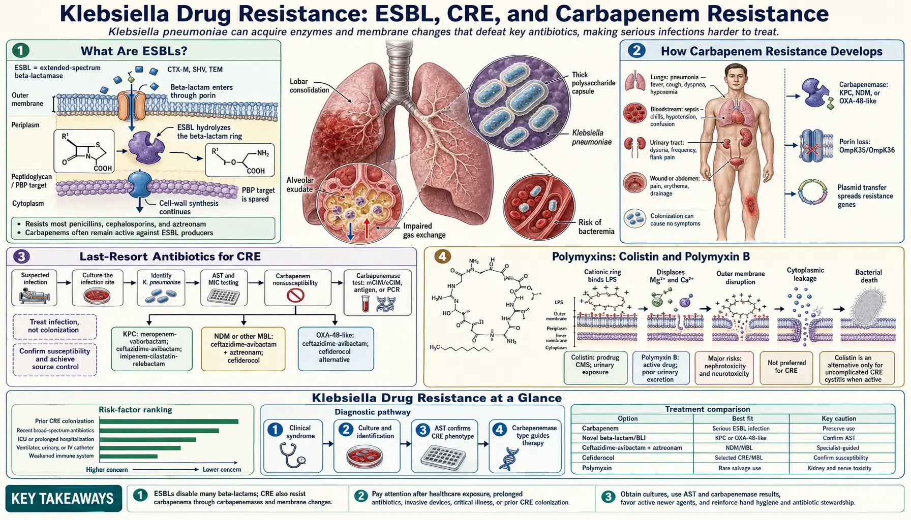 ESBL CRE and Carbapenem Resistance — scientific infographic poster