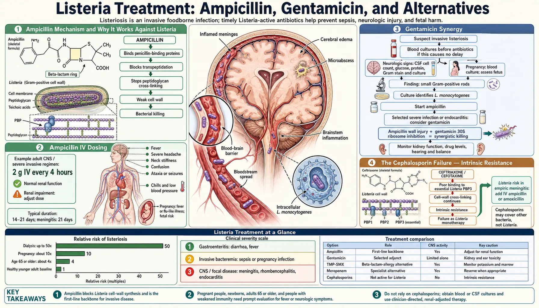 Ampicillin and Antibiotic Treatment — scientific infographic poster