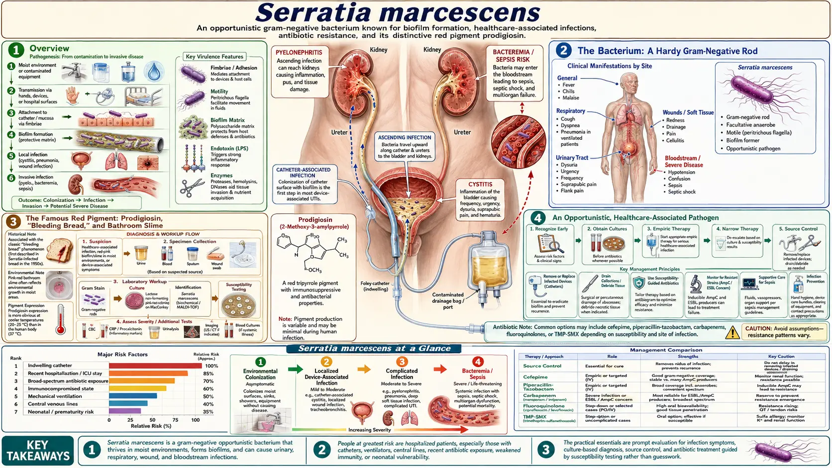 Serratia Marcescens — scientific infographic poster