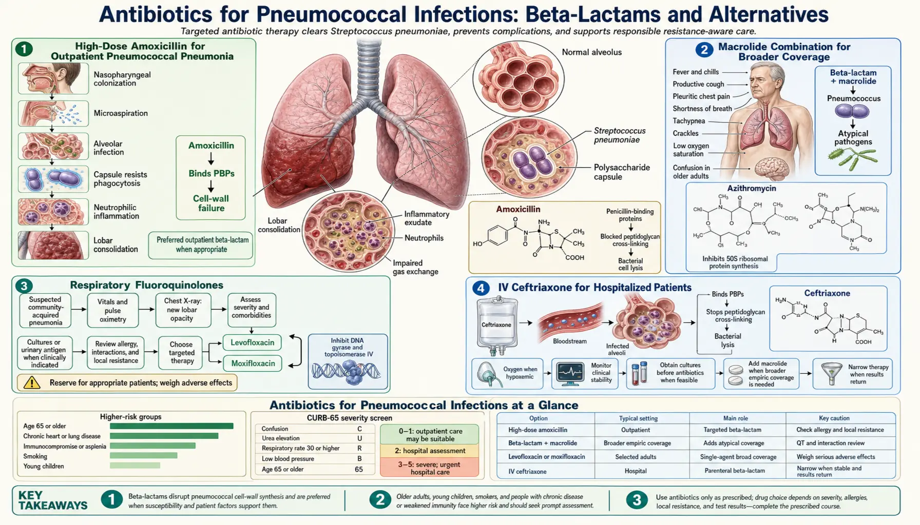 Beta Lactam and Antibiotic Treatment — scientific infographic poster