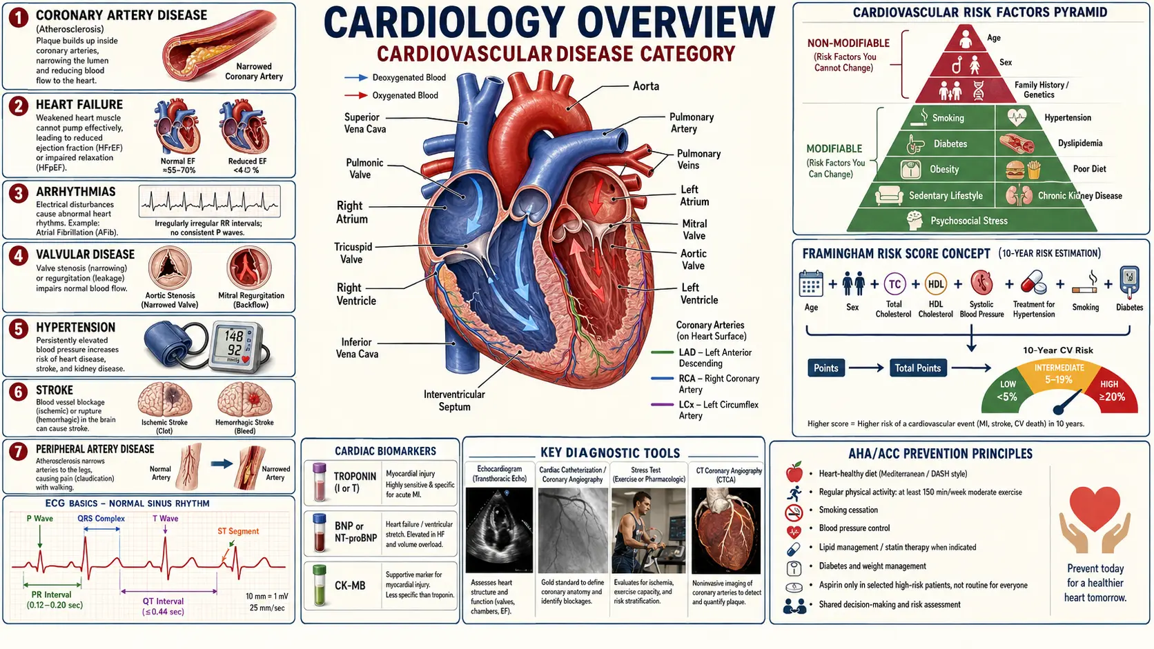 Cardiology — scientific infographic poster