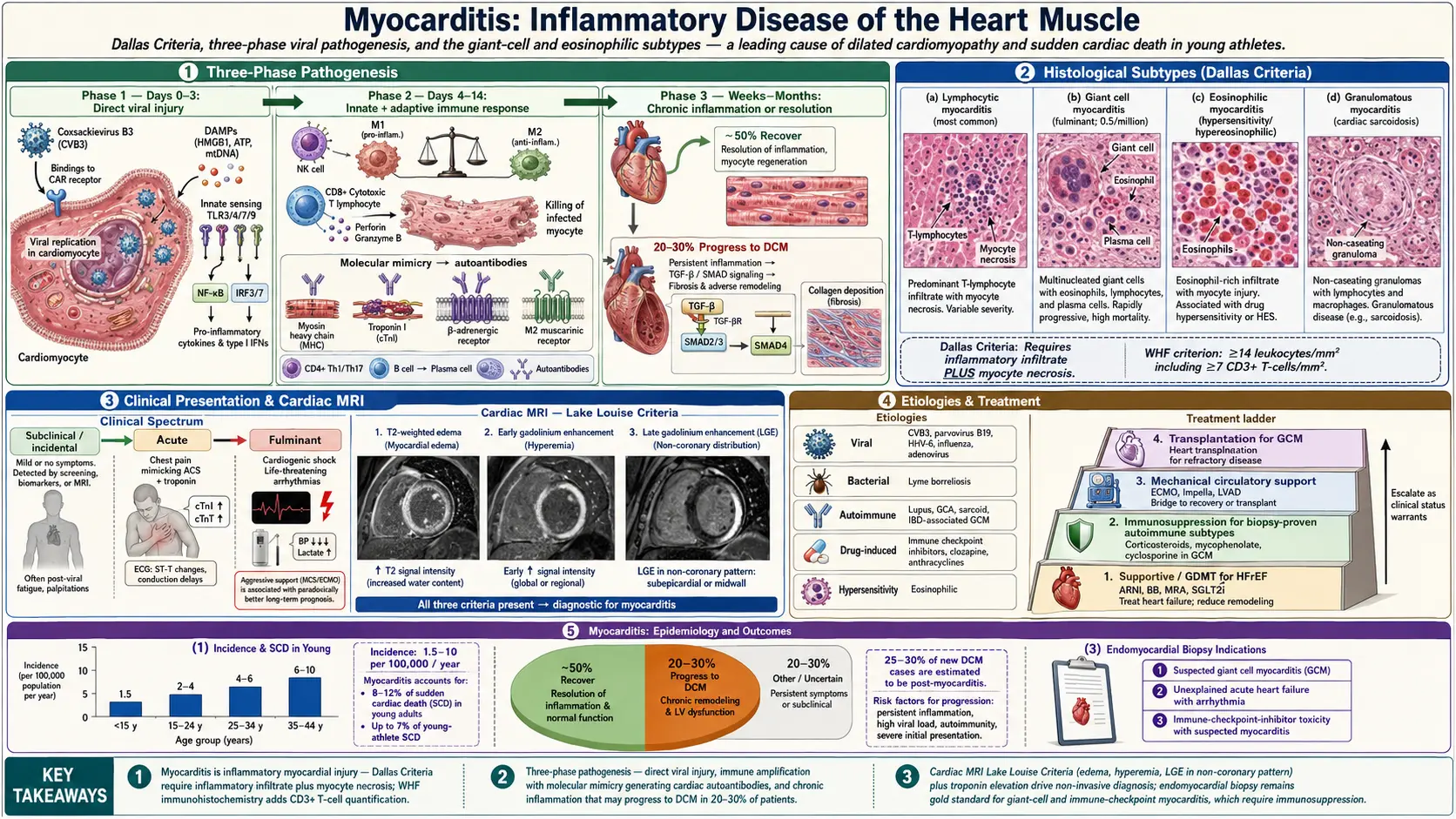 Myocarditis — scientific infographic poster