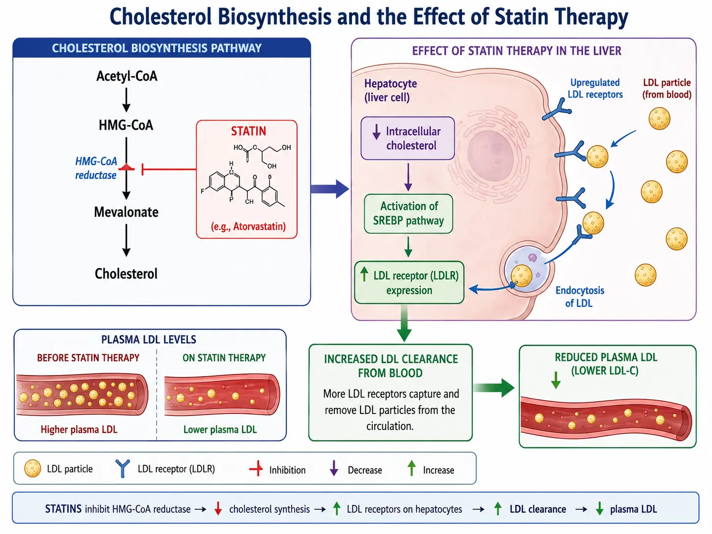 Statin mechanism: HMG-CoA reductase inhibition and LDL receptor upregulation