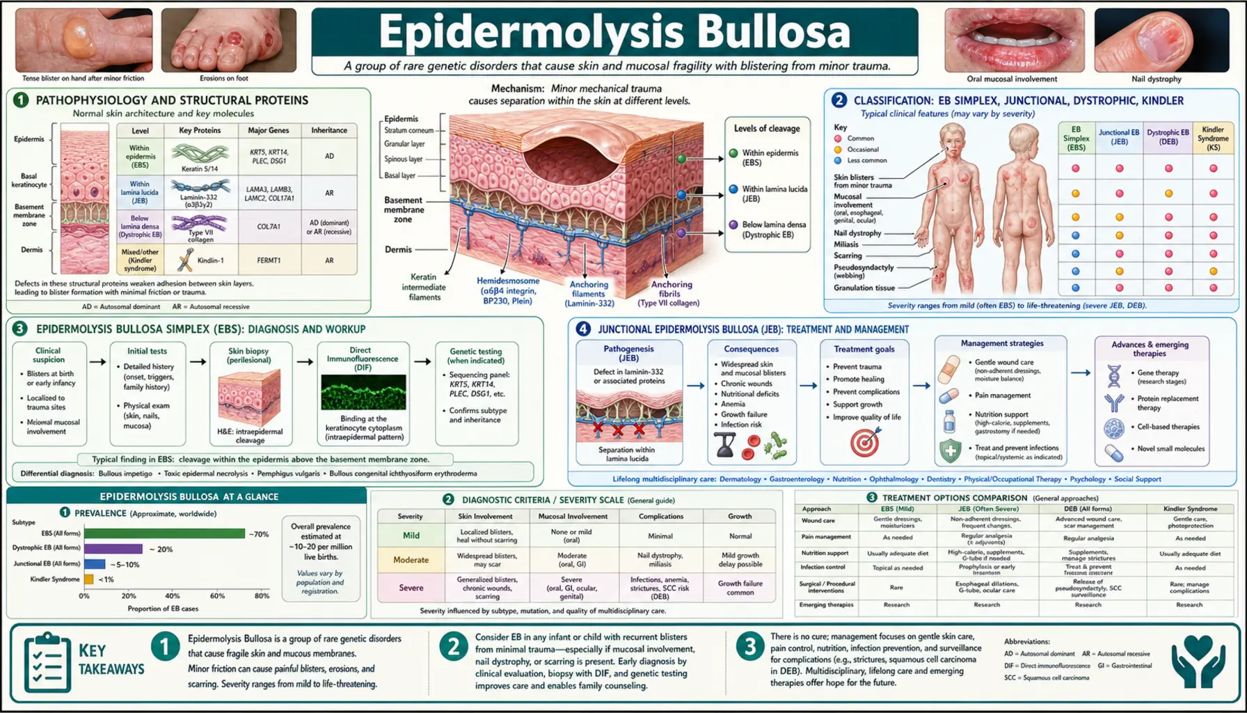 Epidermolysis Bullosa — scientific infographic poster