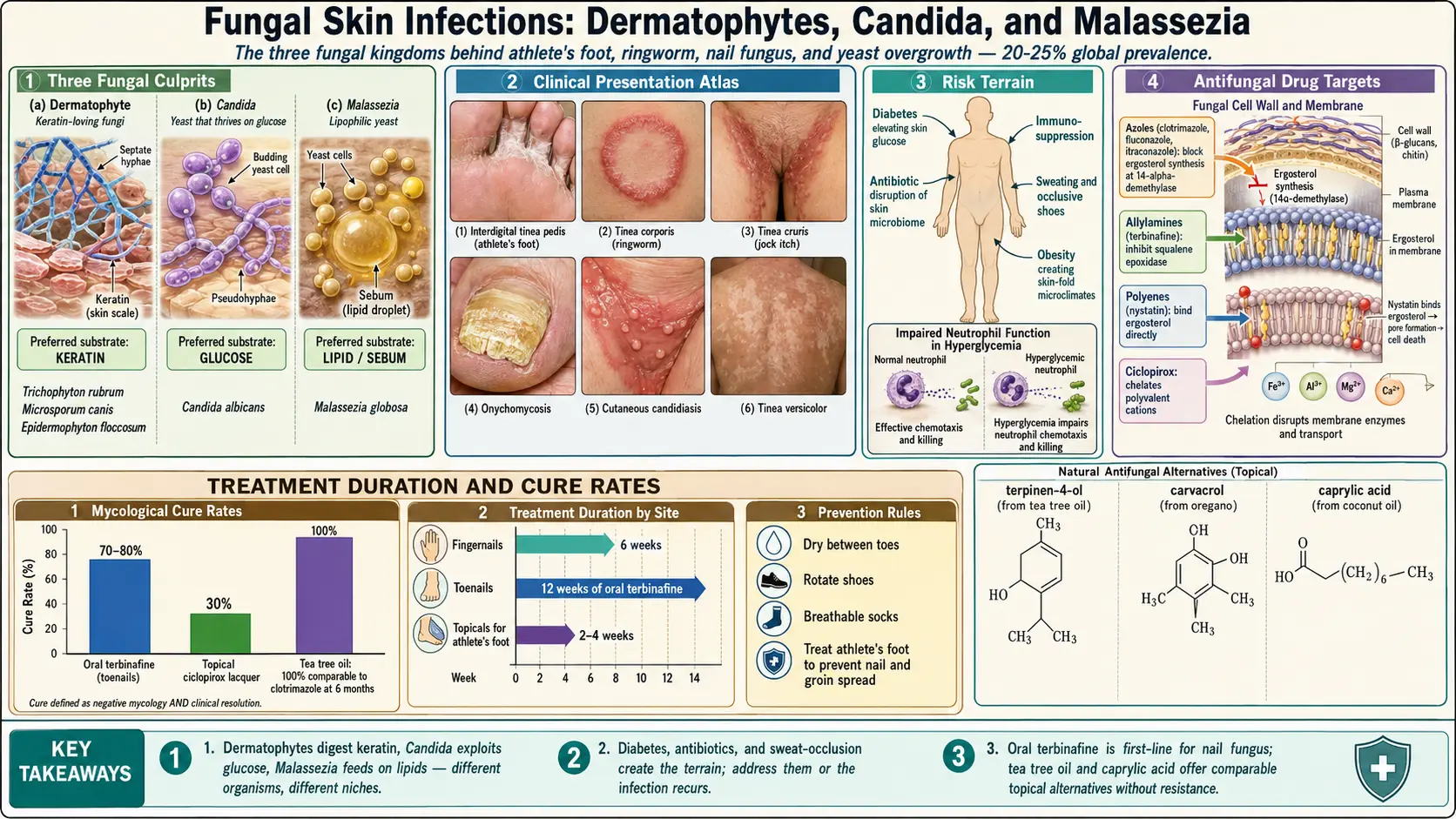 Fungal Infections — scientific infographic poster
