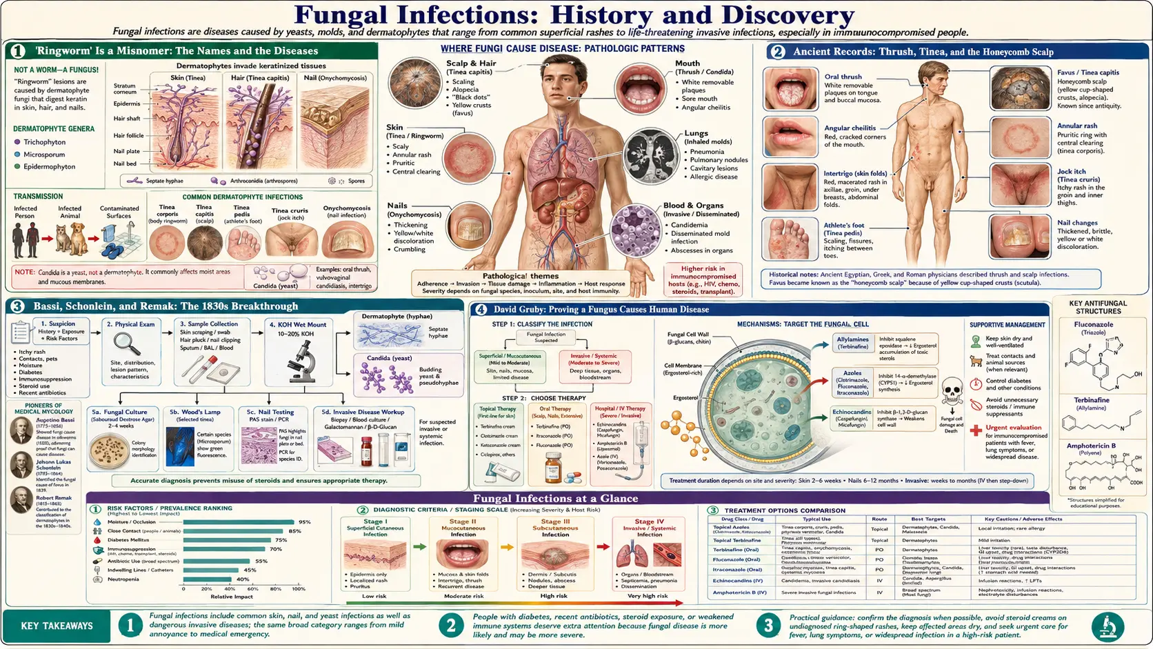 History — scientific infographic poster