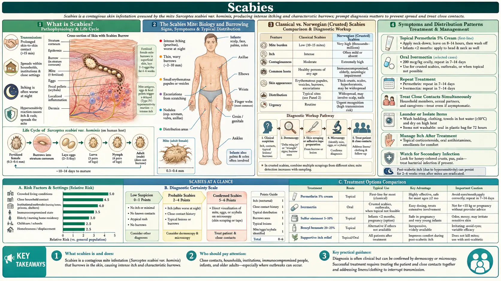 Scabies — scientific infographic poster