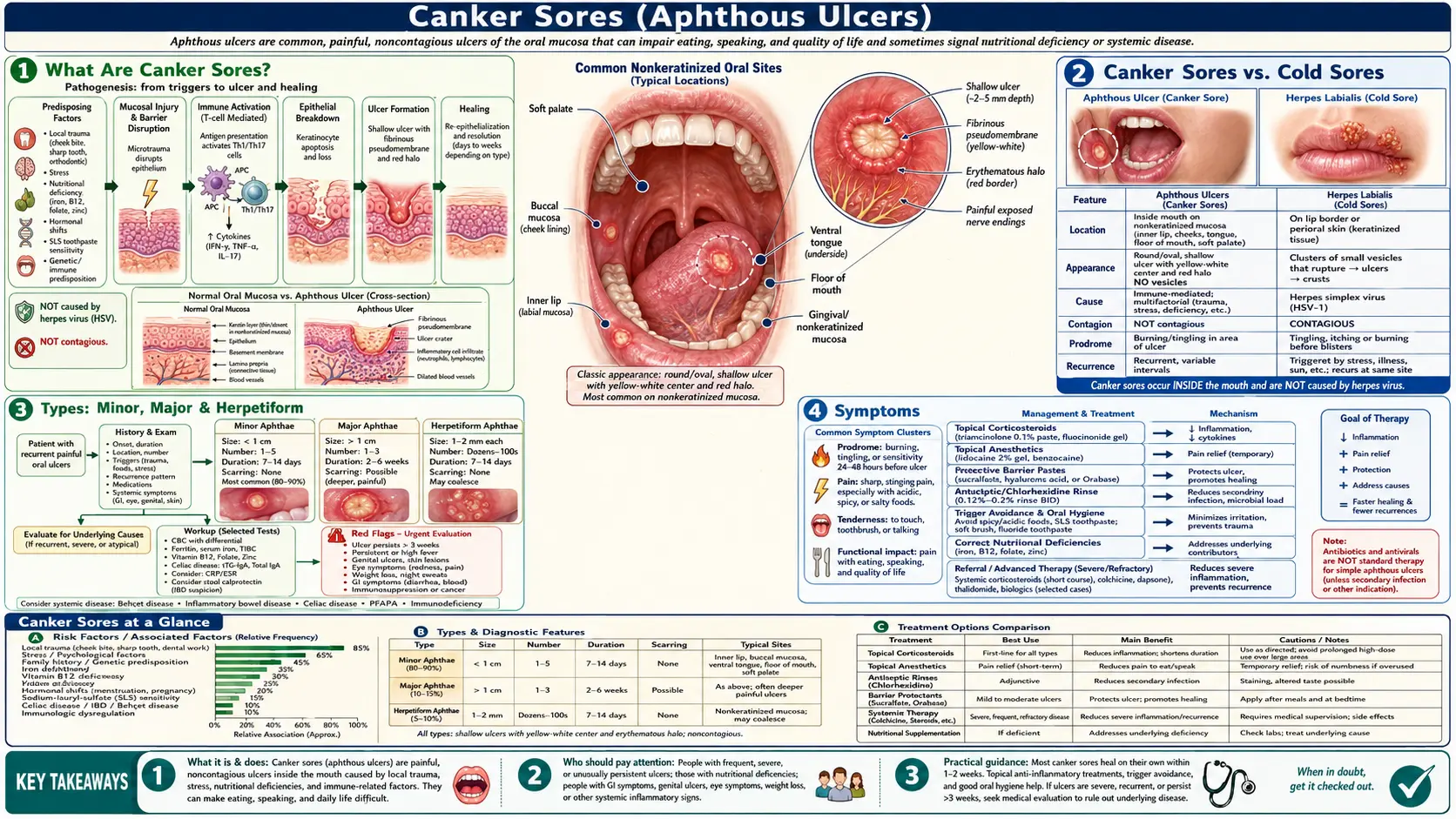 Canker Sores — scientific infographic poster