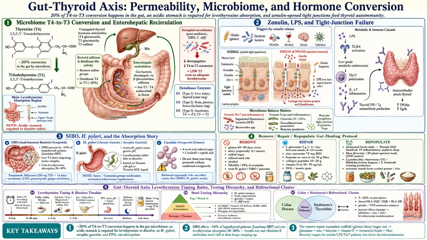Gut-Thyroid Axis and Intestinal Permeability — scientific infographic poster