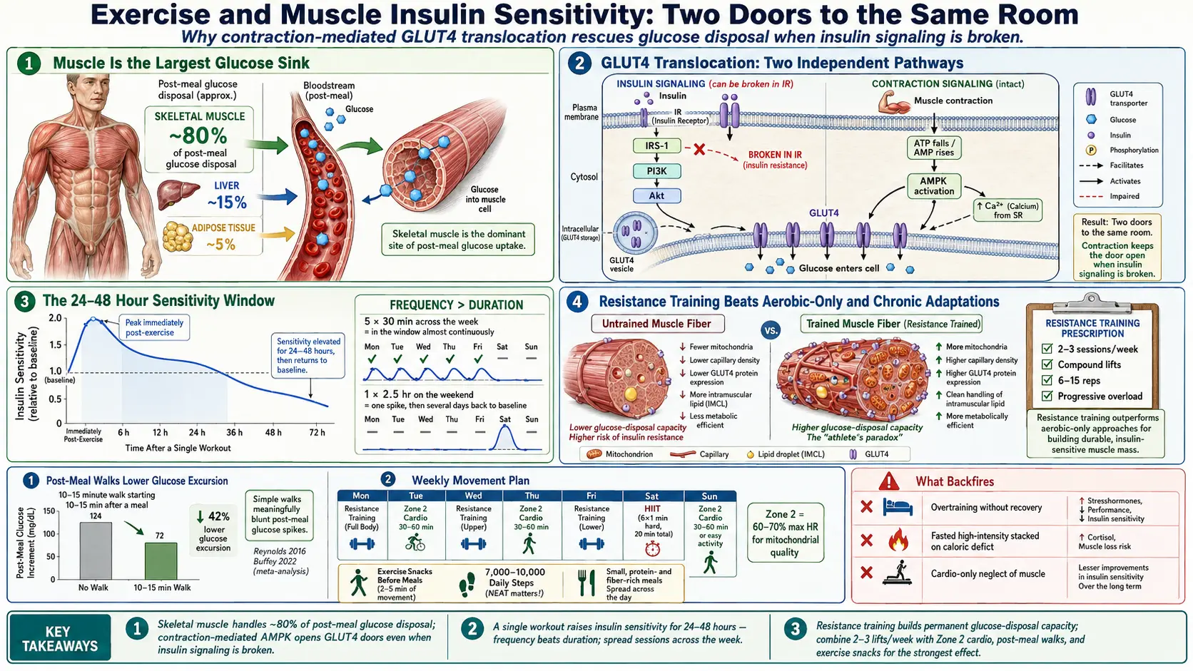 Exercise and Muscle Insulin Sensitivity — scientific infographic poster