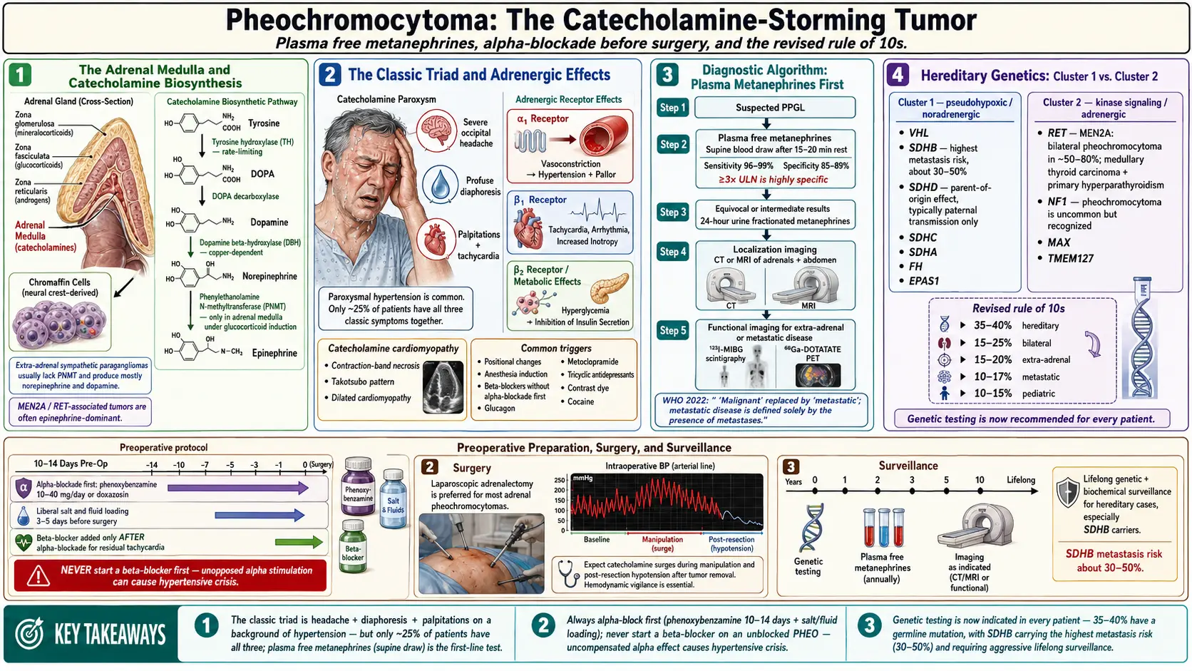 Pheochromocytoma — scientific infographic poster