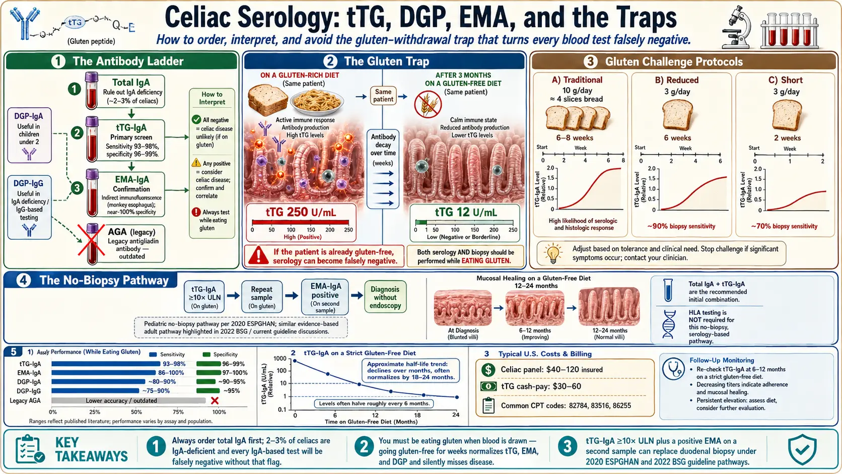 Celiac Serology Testing tTG DGP EMA — scientific infographic poster