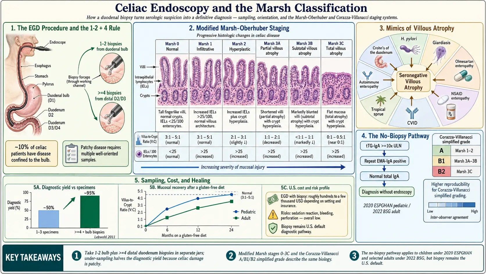 Endoscopy Biopsy Marsh Classification — scientific infographic poster