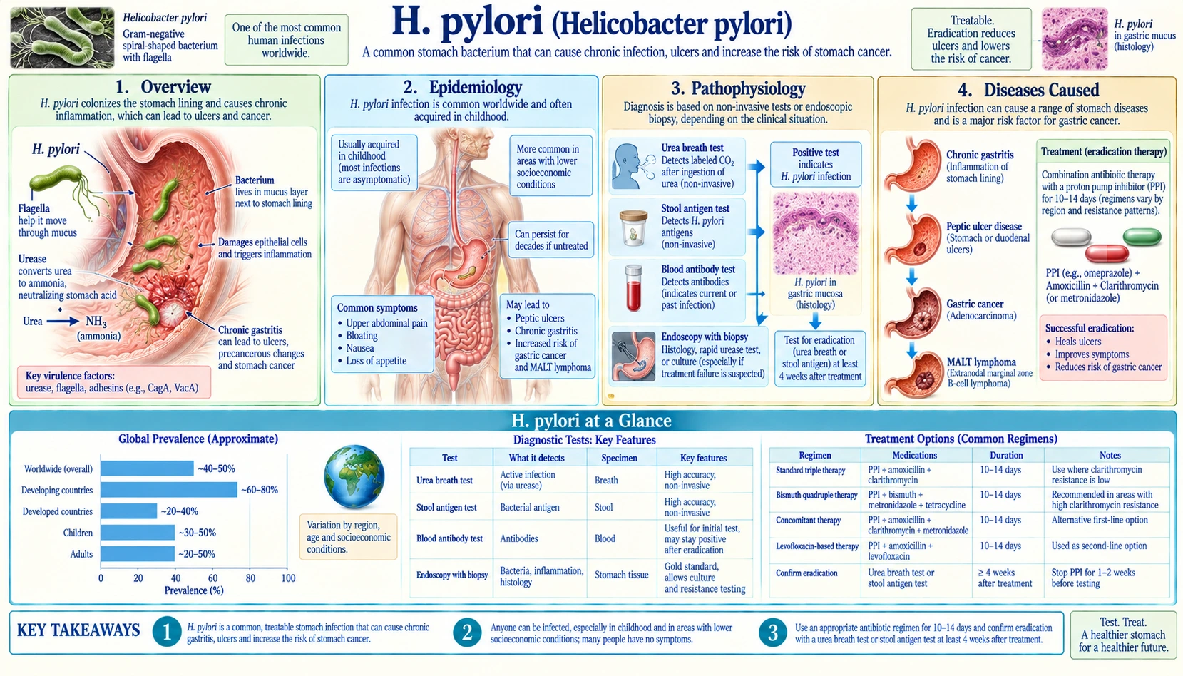 H Pylori — scientific infographic poster