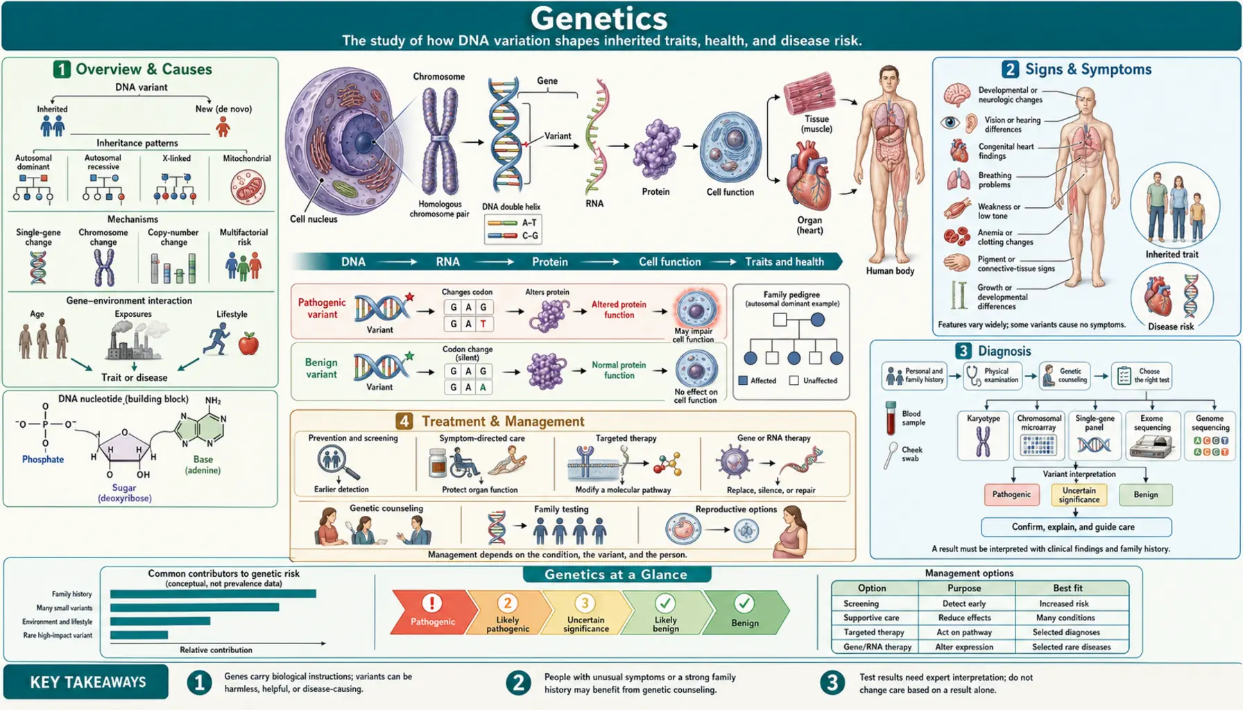Genetics — scientific infographic poster