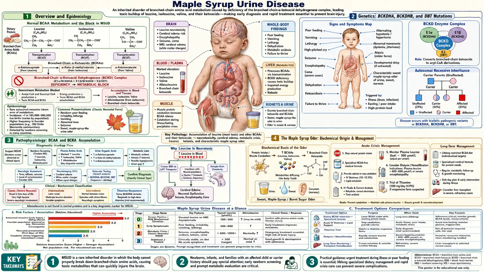 Maple Syrup Urine Disease — scientific infographic poster