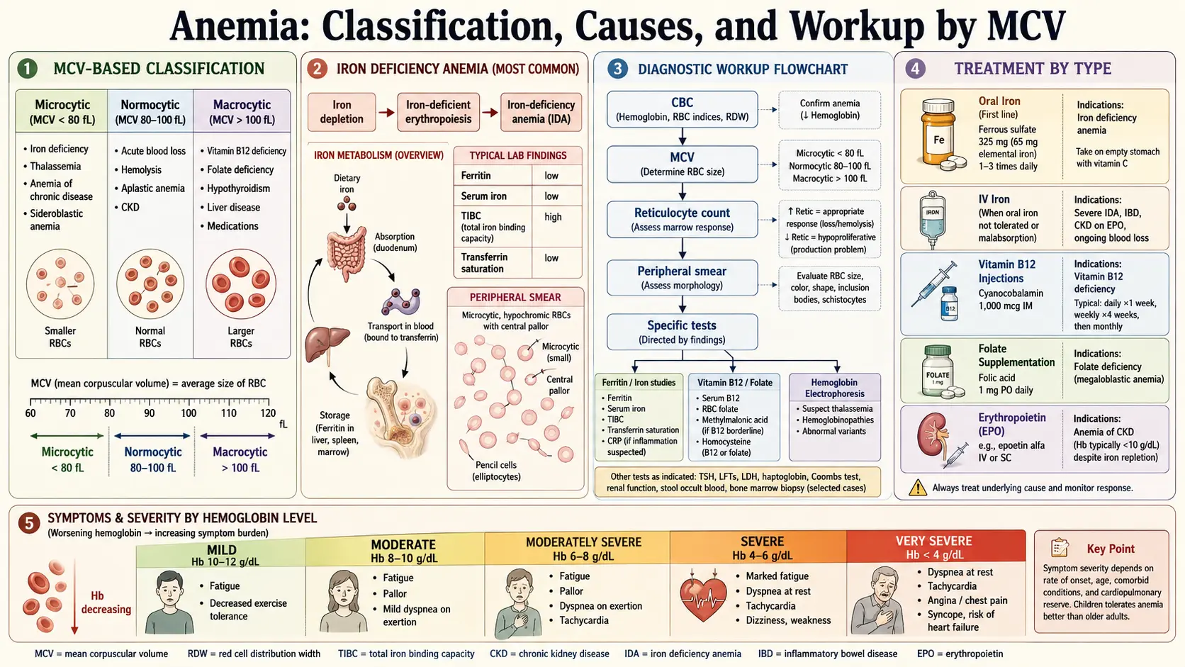 Anemia — scientific infographic poster