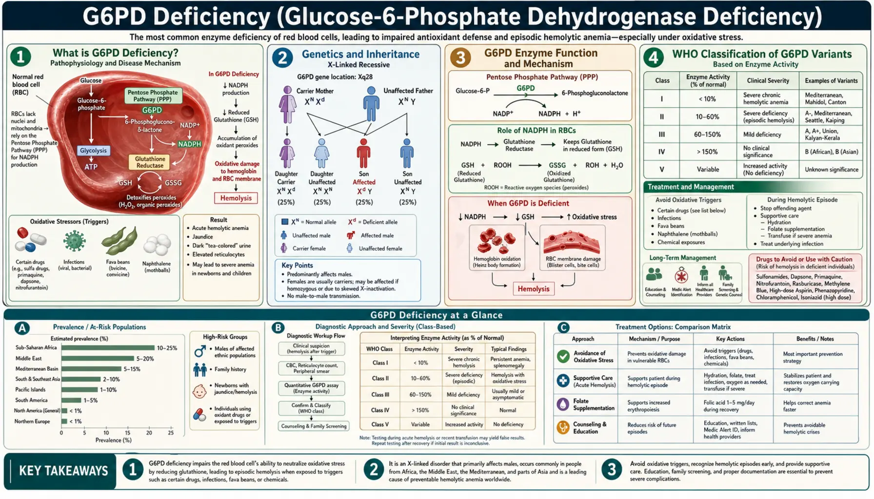 G6PD Deficiency — scientific infographic poster
