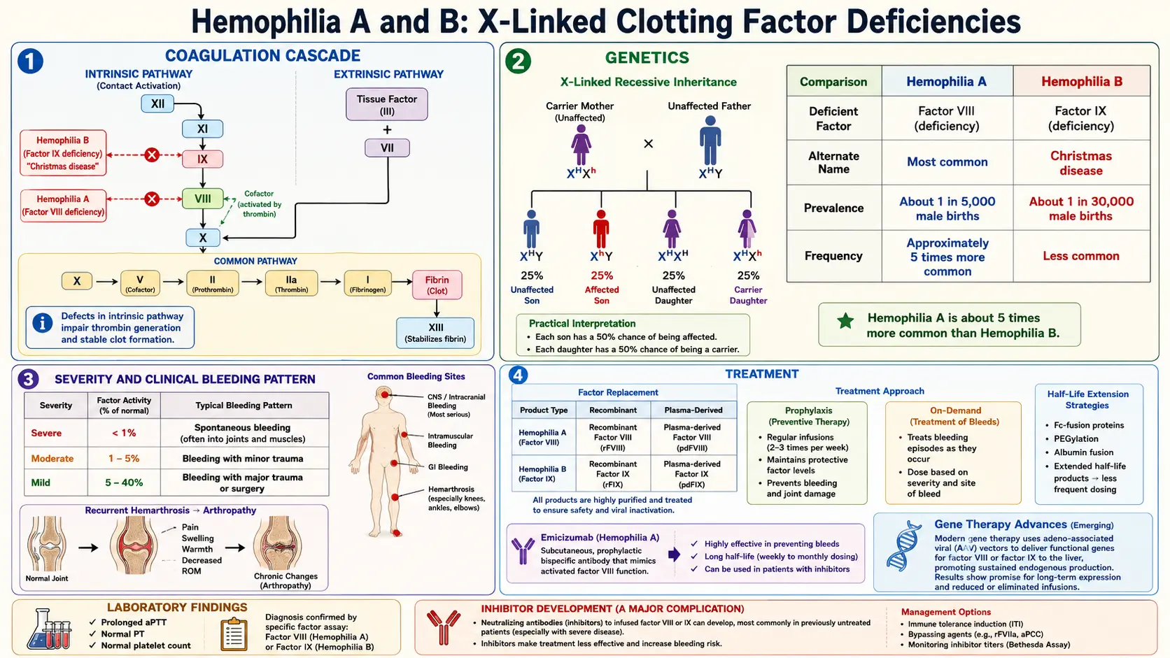 Hemophilia — scientific infographic poster