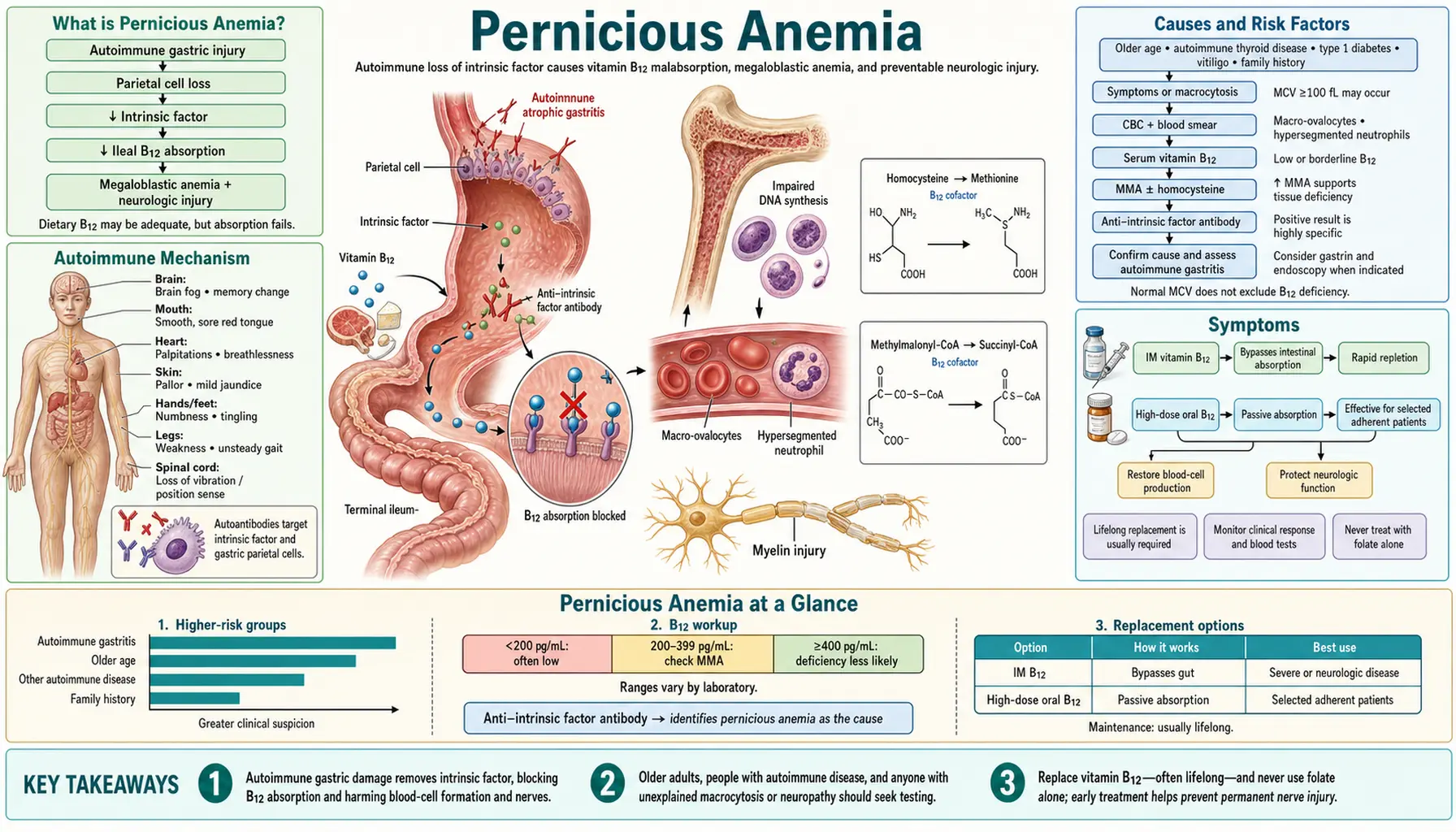 Pernicious Anemia — scientific infographic poster