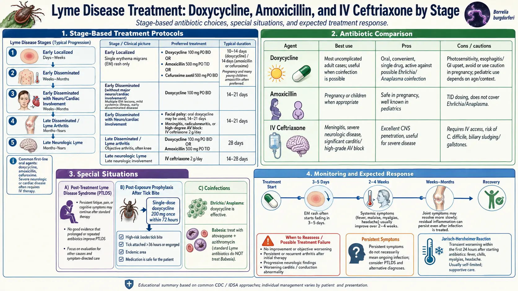 Antibiotic Treatment Protocols — scientific infographic poster