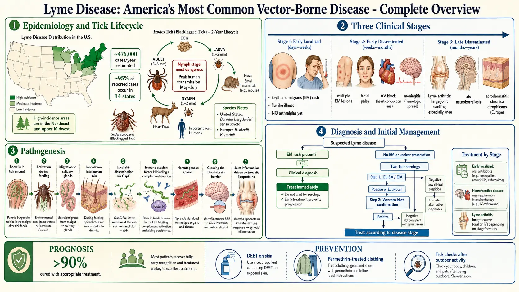 Lyme Disease — scientific infographic poster
