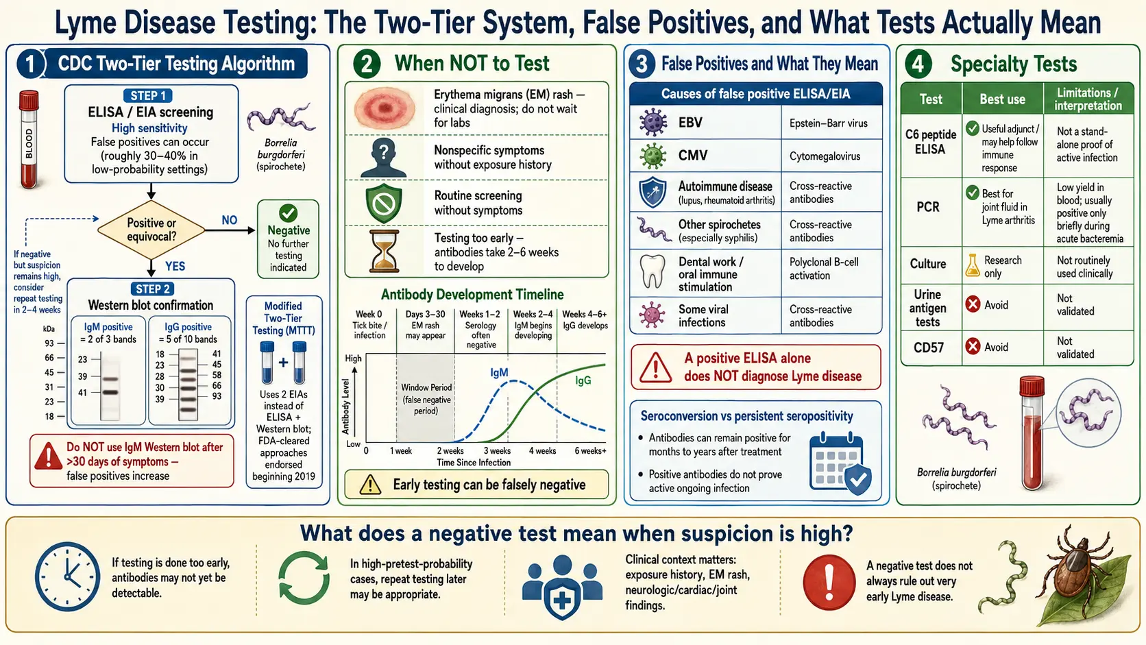 Lyme Testing Explained — scientific infographic poster
