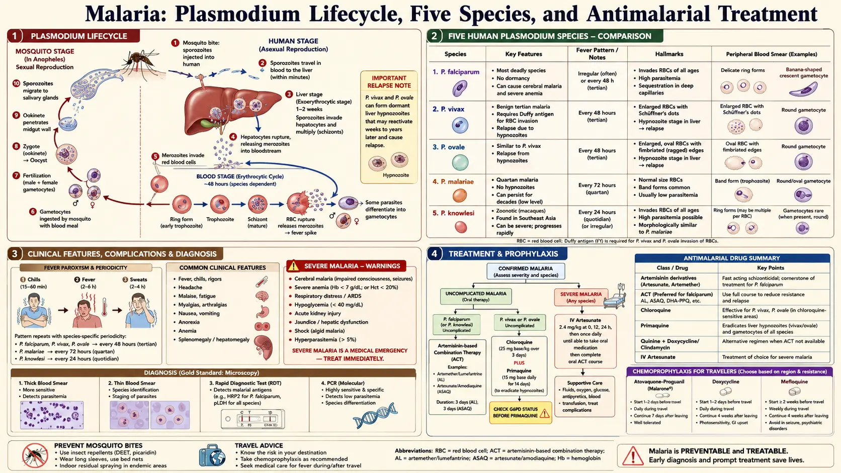 Malaria — scientific infographic poster
