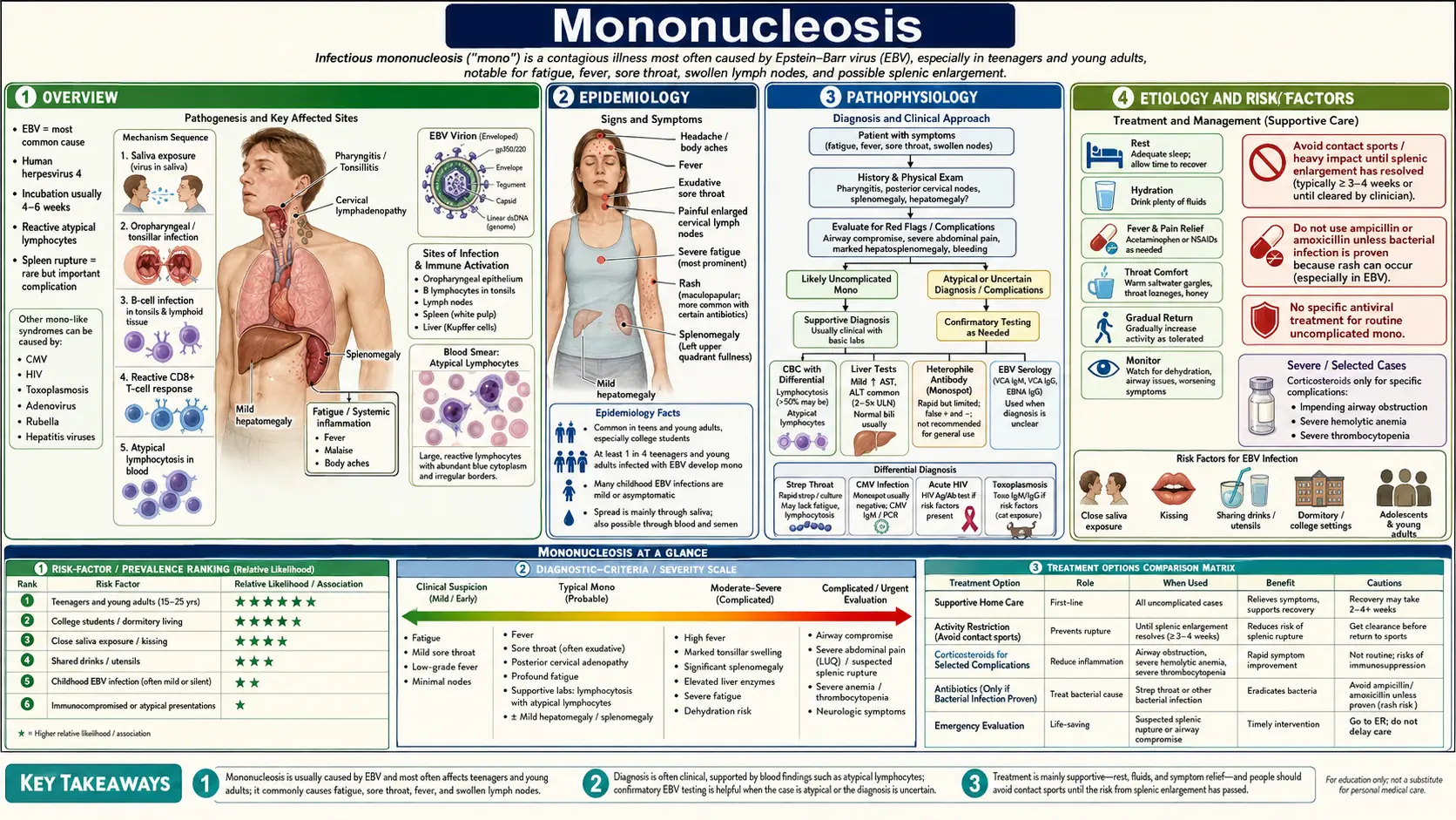 Mononucleosis — scientific infographic poster