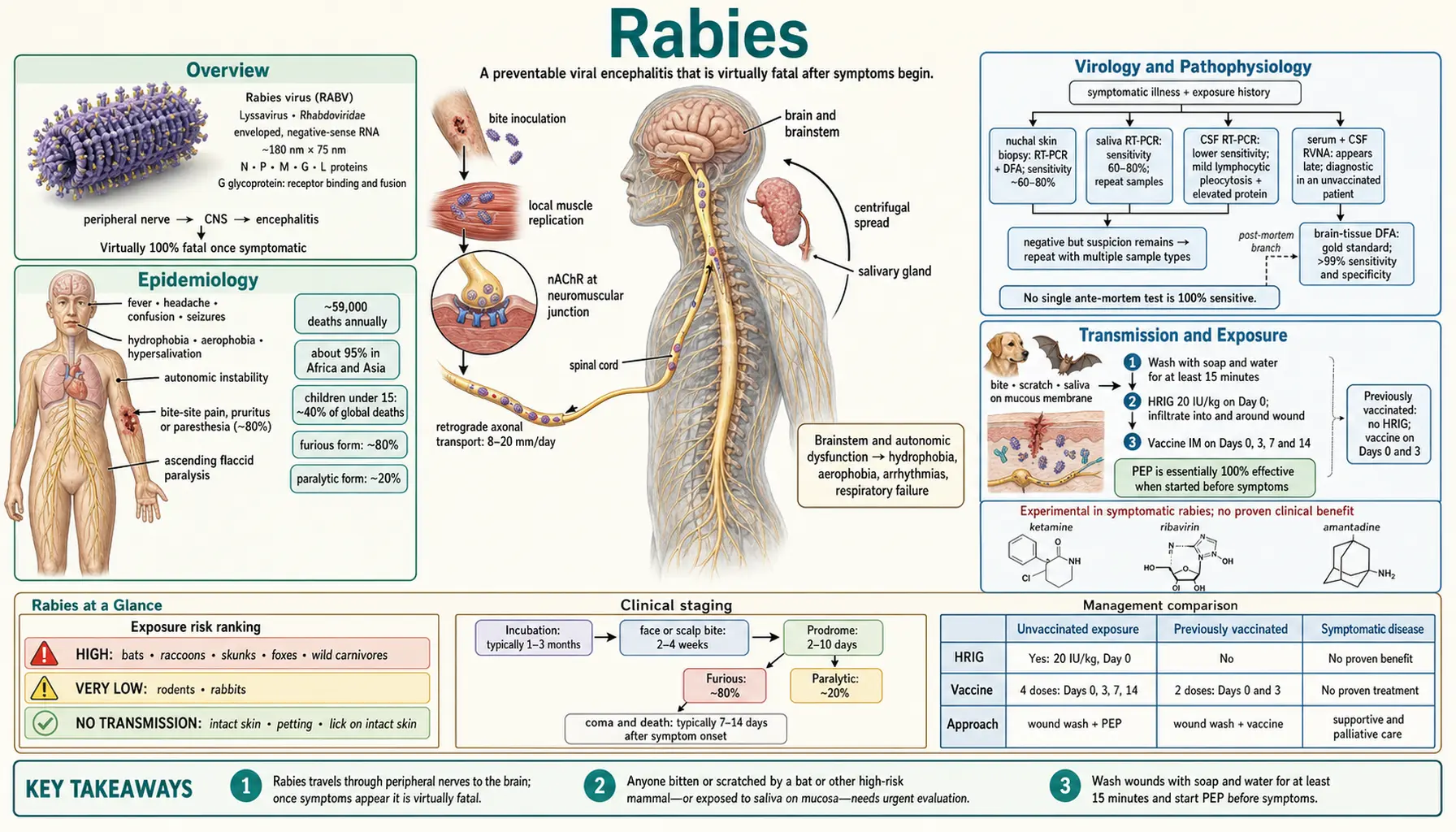 Rabies — scientific infographic poster