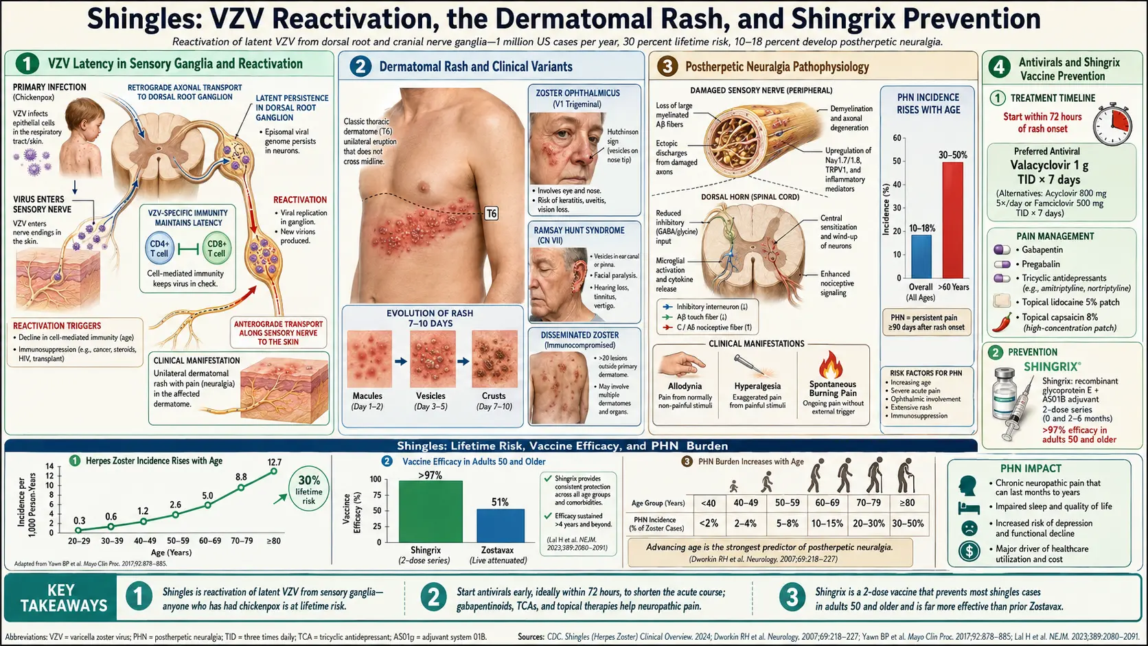 Shingles — scientific infographic poster