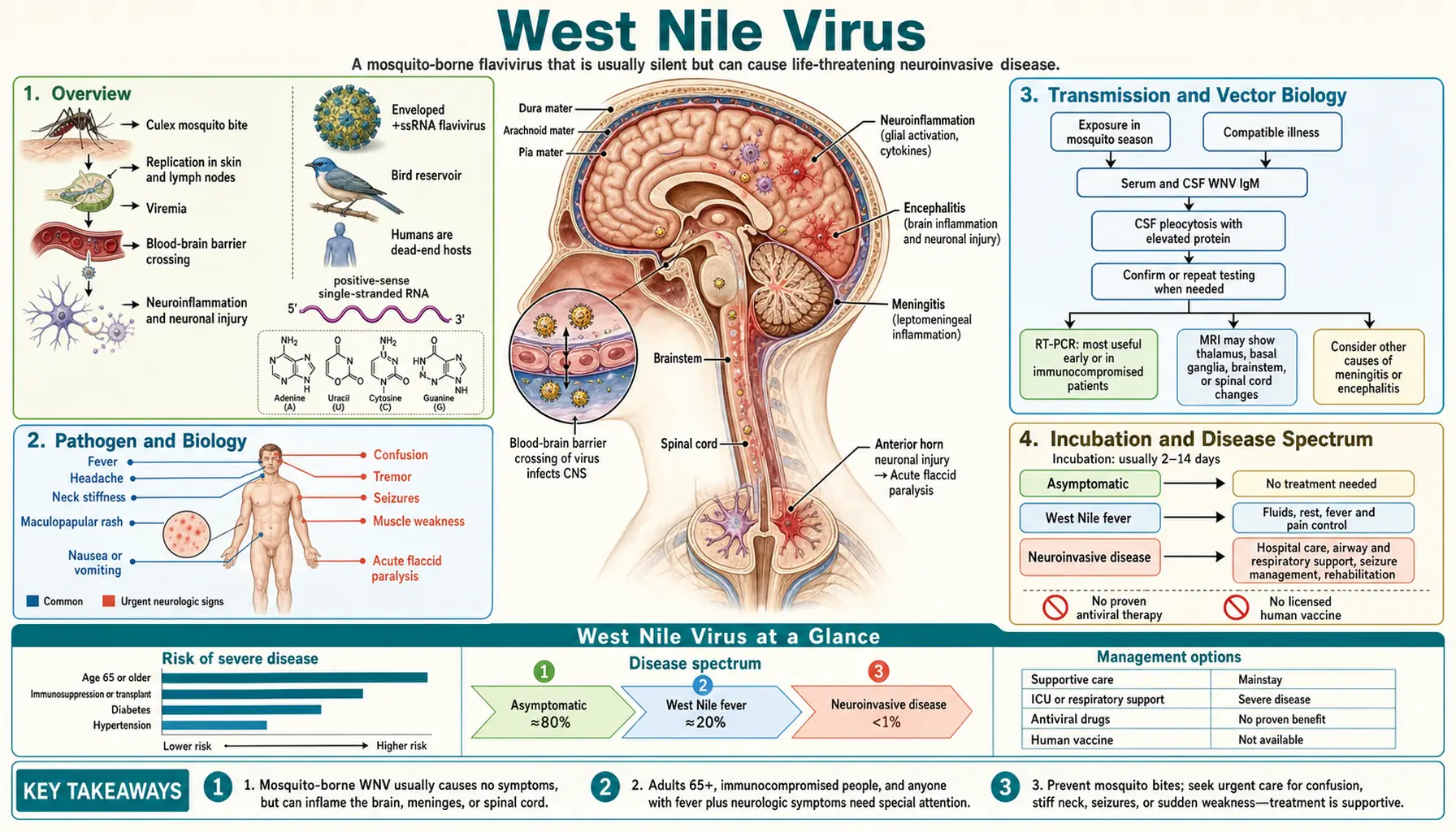 West Nile Virus — scientific infographic poster