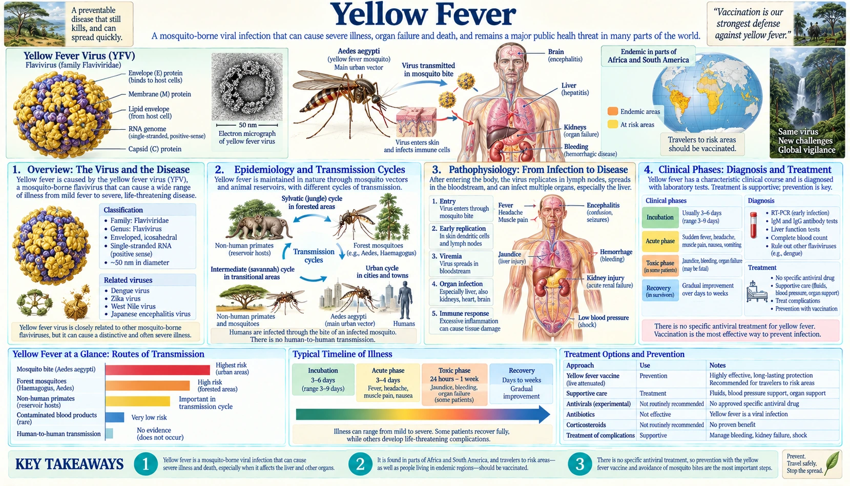 Yellow Fever — scientific infographic poster