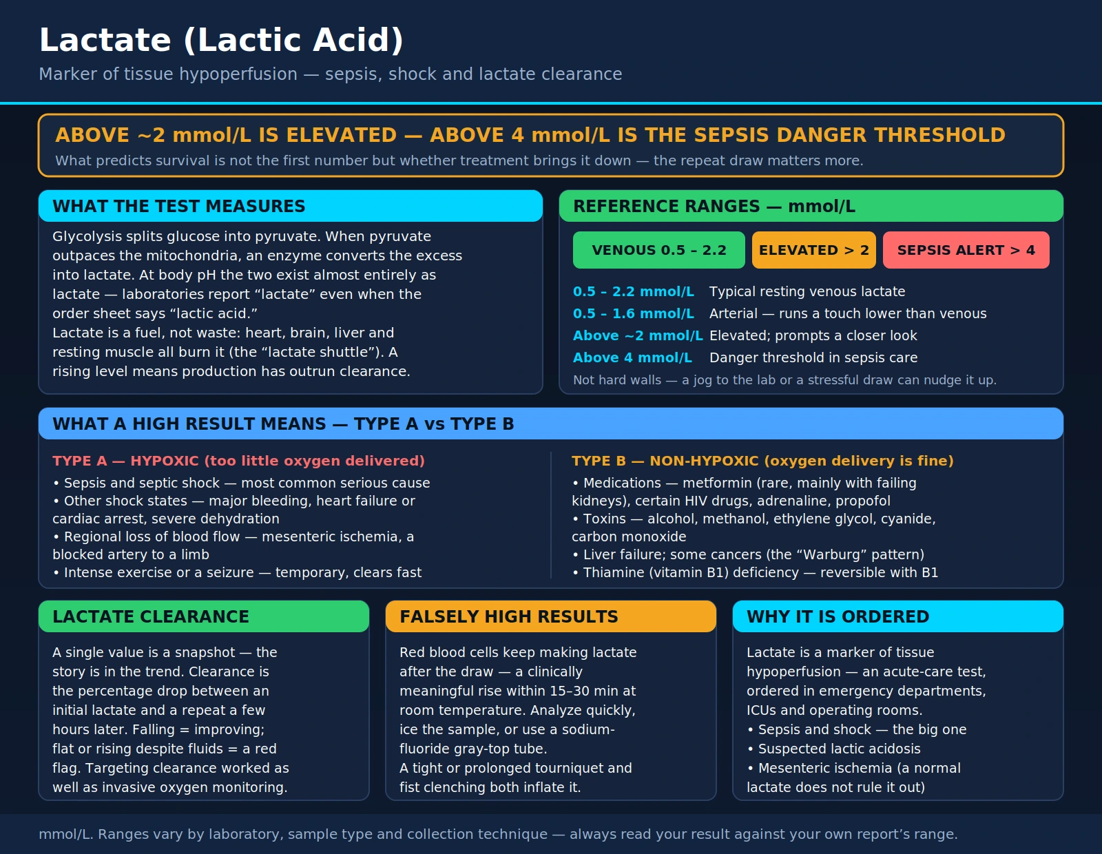 Lactate (Lactic Acid) — scientific infographic poster