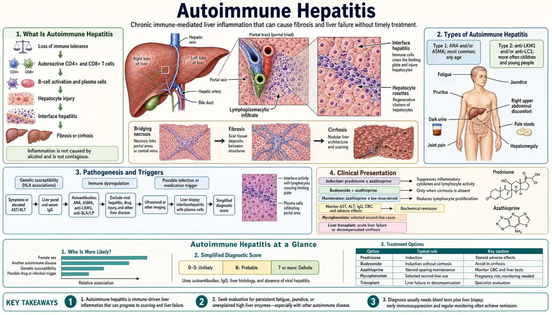 Autoimmune Hepatitis — scientific infographic poster