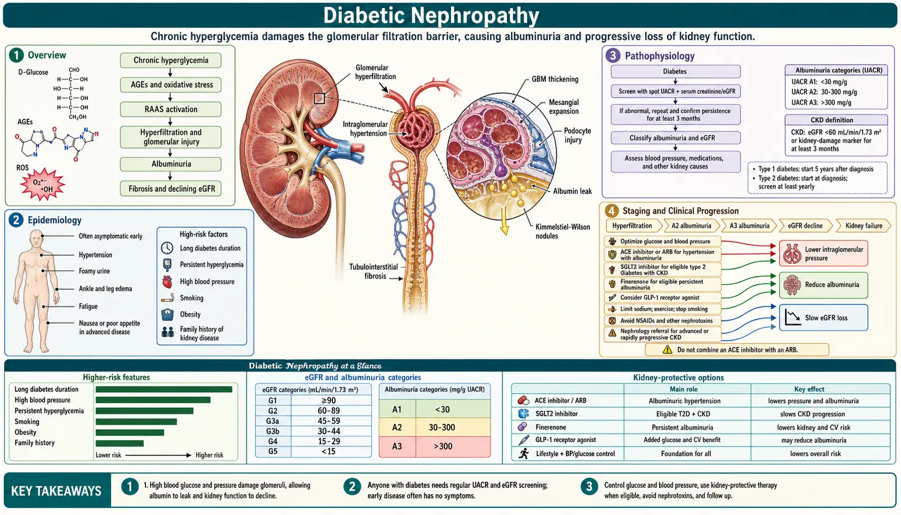 Diabetic Nephropathy — scientific infographic poster