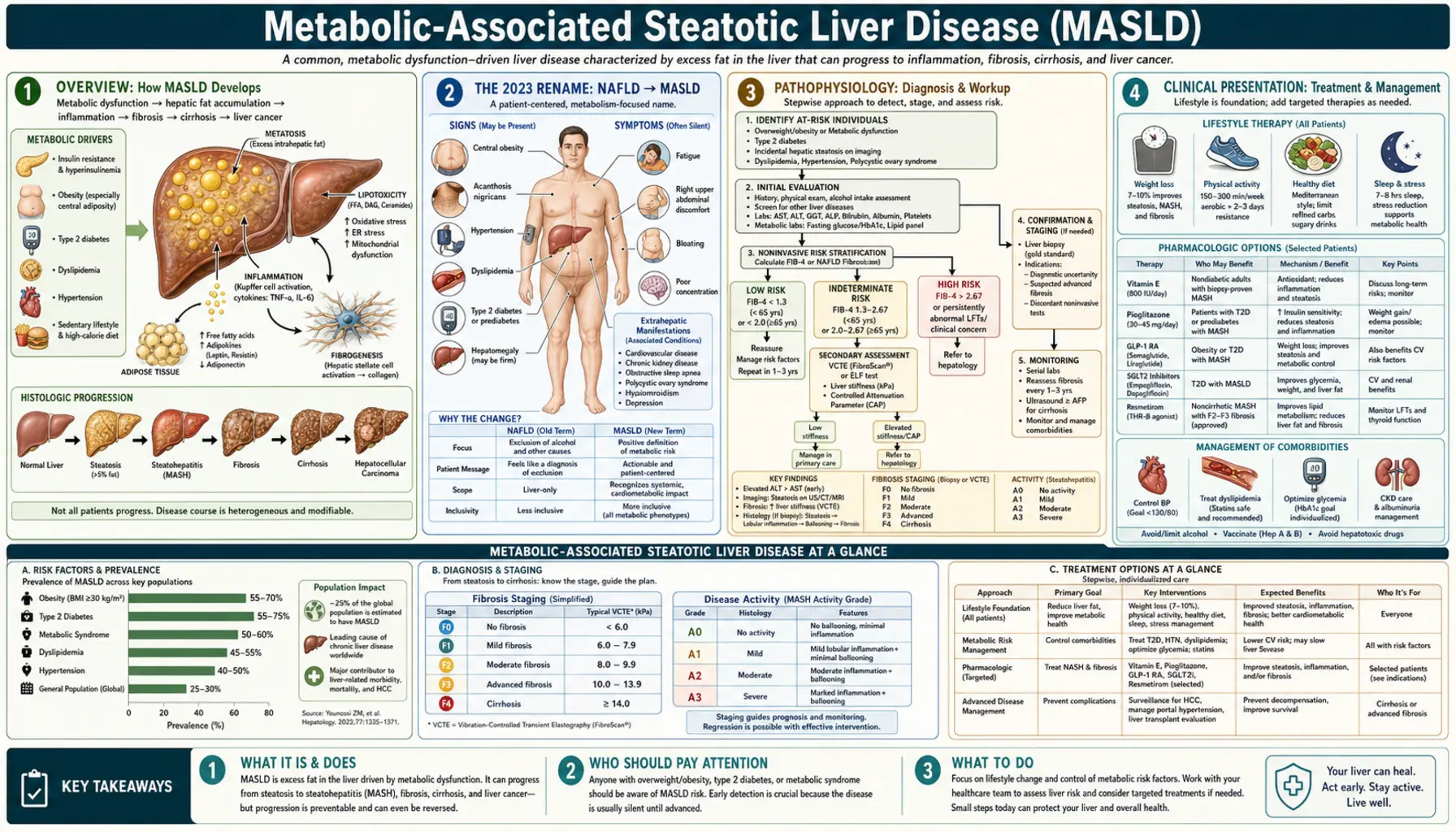 MASLD / fatty liver disease — scientific infographic poster