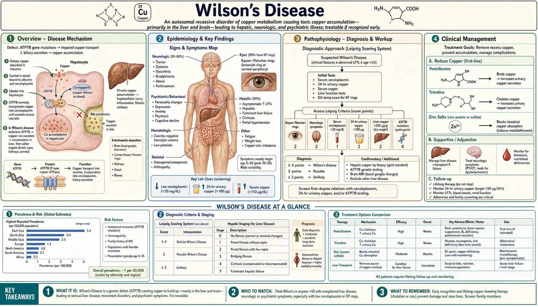 Wilsons Disease — scientific infographic poster