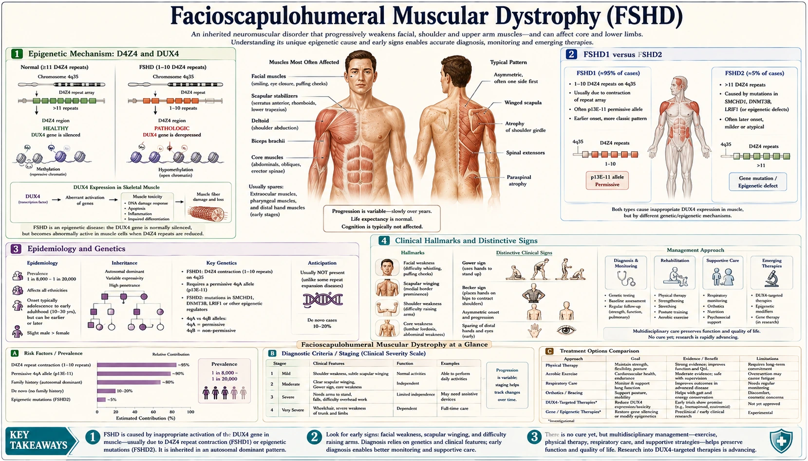 Facioscapulohumeral Muscular Dystrophy — scientific infographic poster