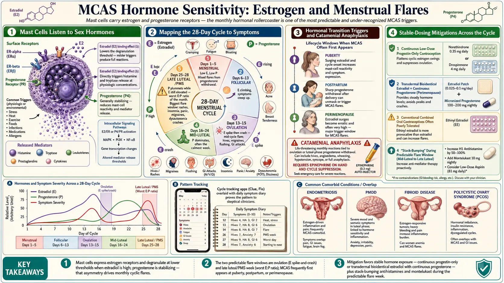 Hormone Sensitivity Estrogen and Menstrual Flares — scientific infographic poster