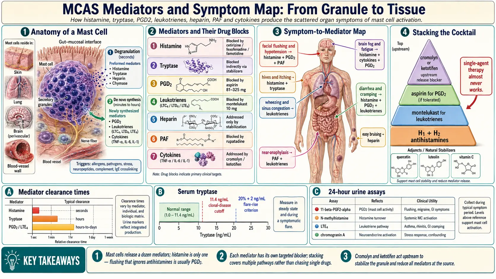 Mediators and Symptom Map — scientific infographic poster