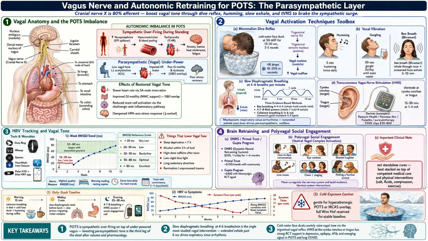 Vagus Nerve and Autonomic Retraining — scientific infographic poster