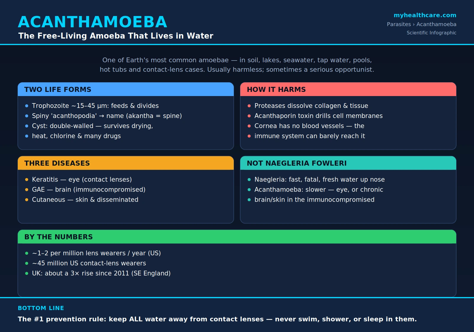 Acanthamoeba — scientific infographic poster